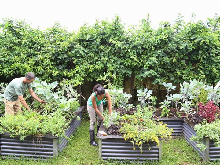 two people working on raised garden beds