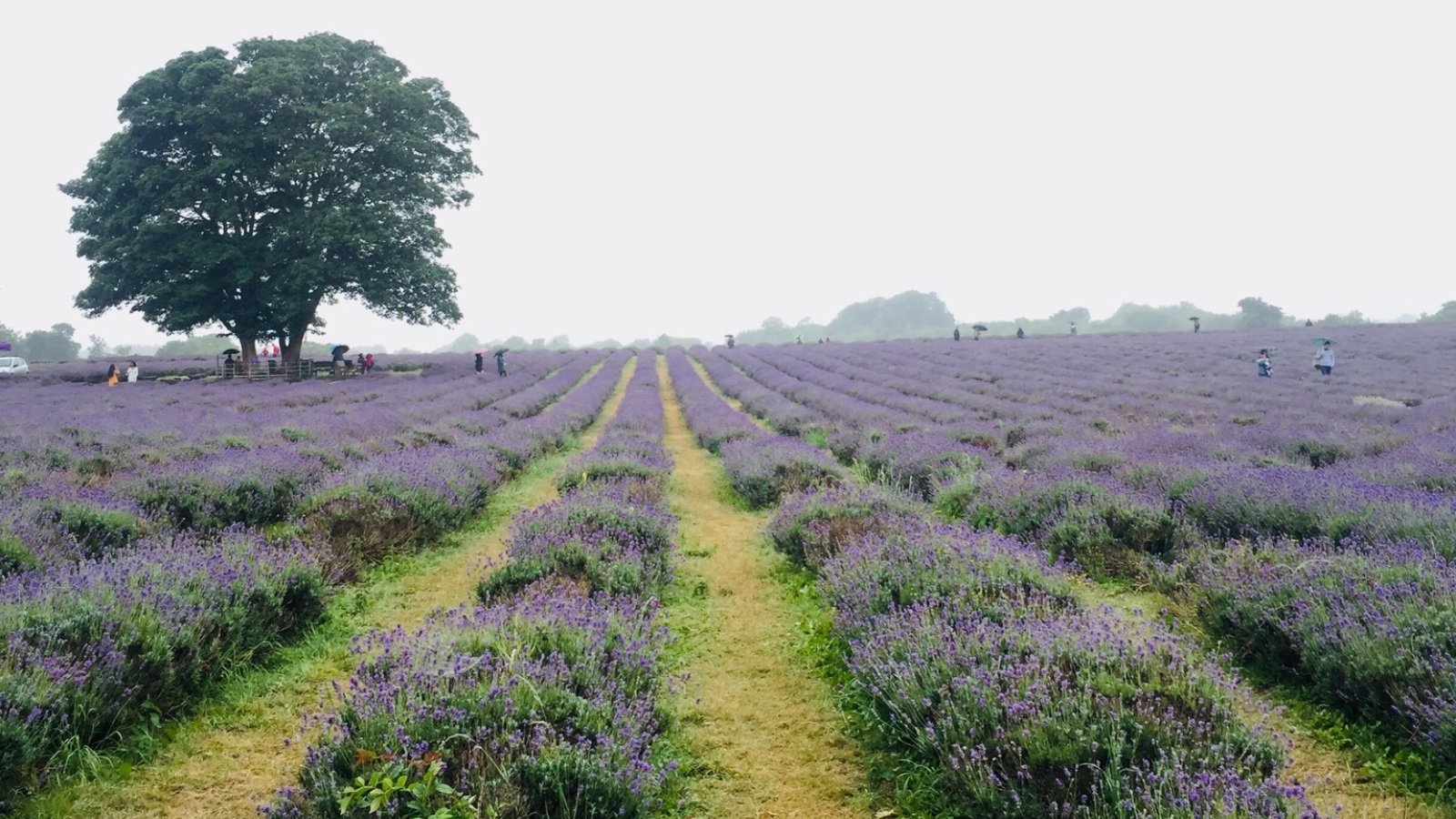 lavender farm