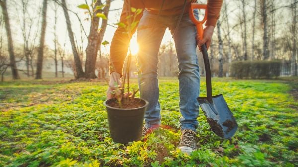 Planting trees in a forest