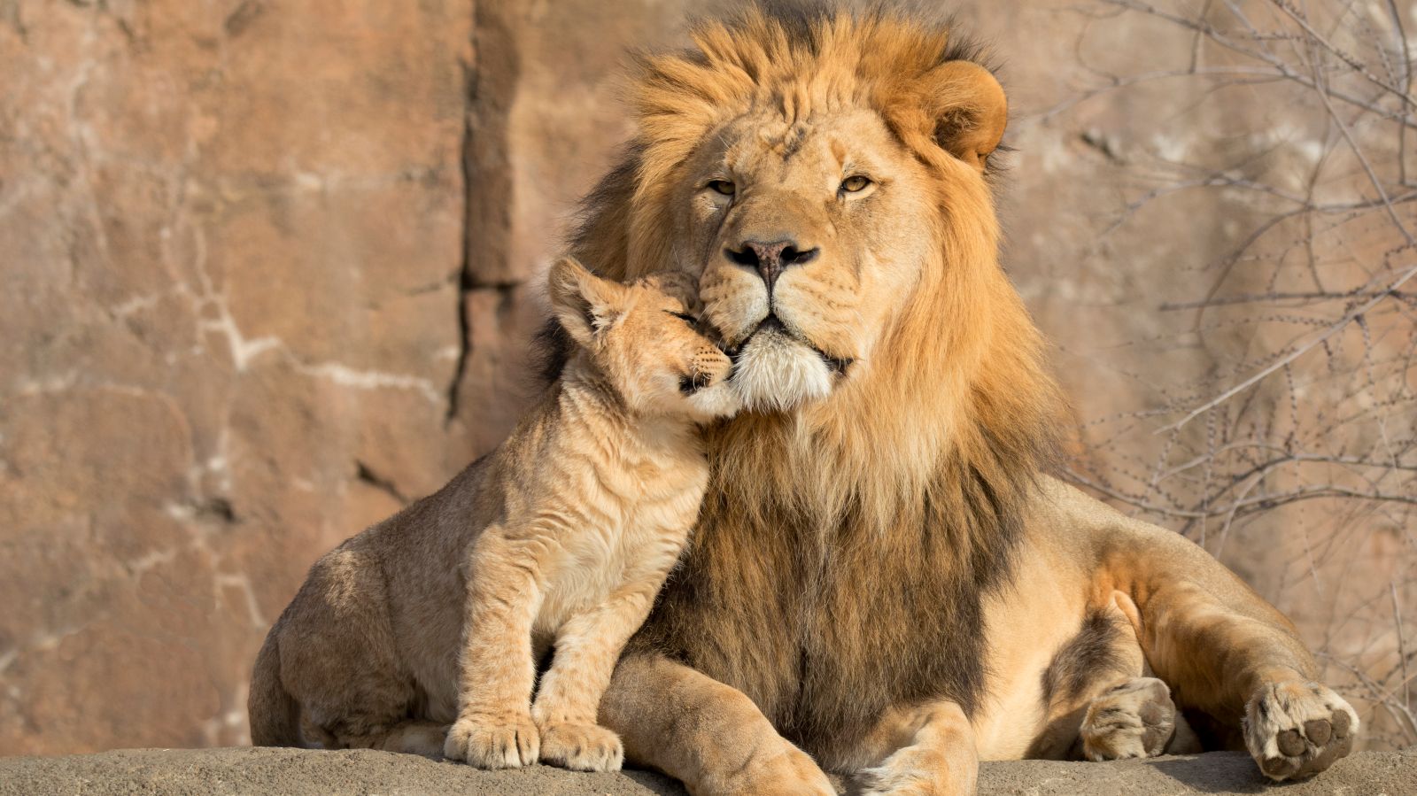 Lions at chessington world of adventures